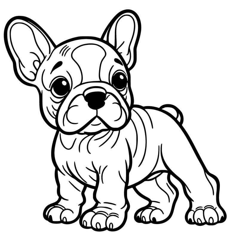 french bulldog puppy