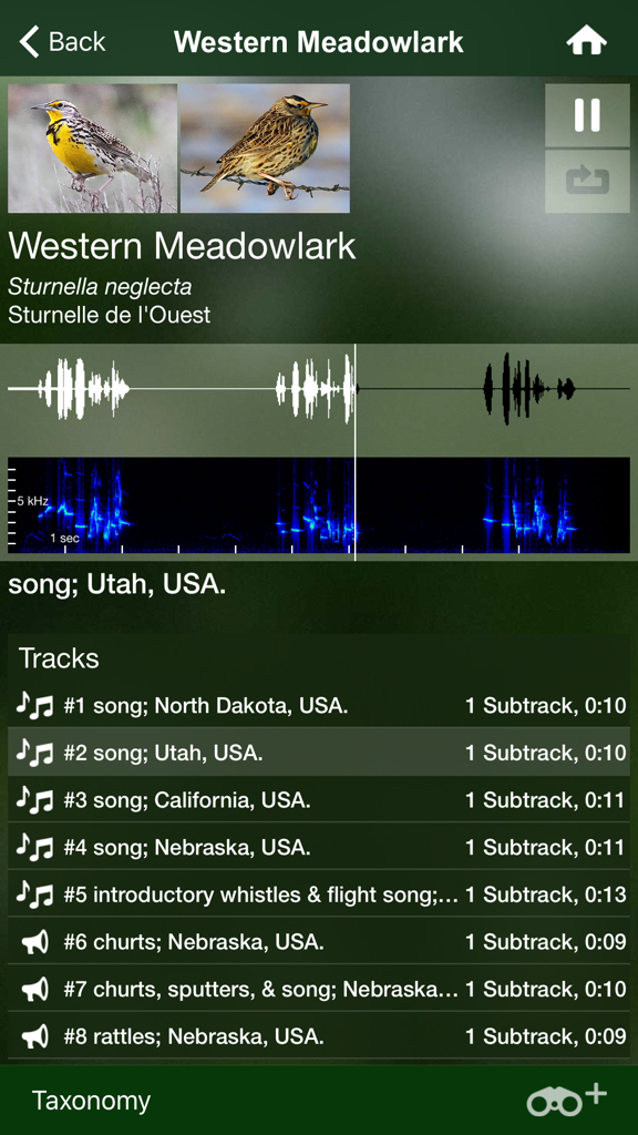 Interface de l'application Chants d'oiseaux USA et Canada montrant des photos de la meadowlark occidentale, son nom scientifique, des spectrogrammes audio et une liste d'enregistrements régionaux.