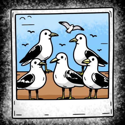 seagulls in a polaroid picture
