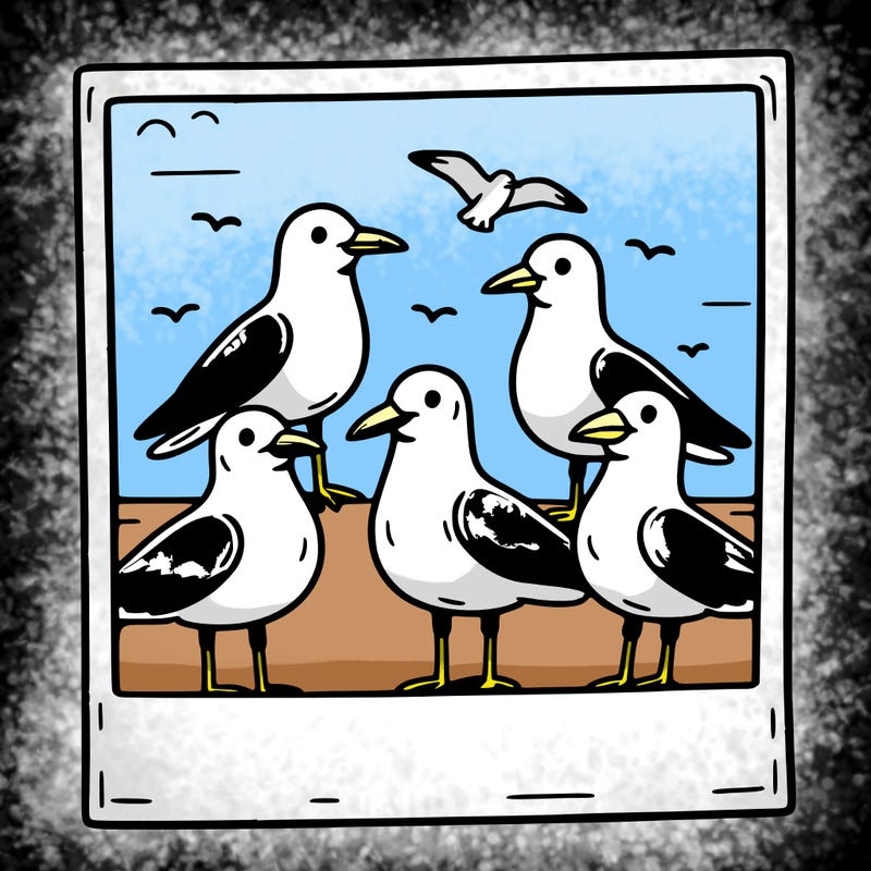 seagulls in a polaroid picture