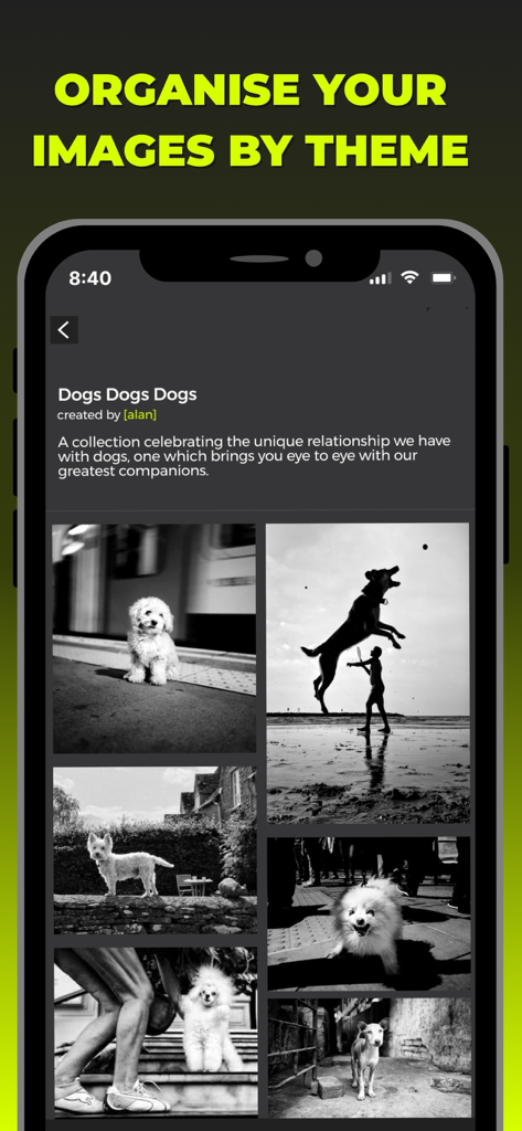 Irys - A screenshot of the Irys app showing a curated black and white photography collection of dogs organized by theme.