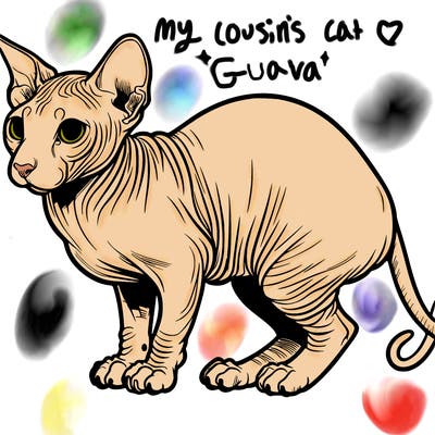 hairless cat