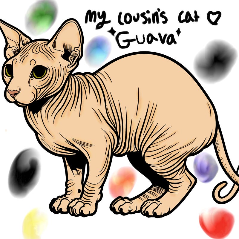 hairless cat