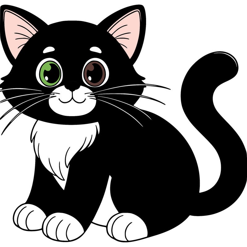 black cat with white belly