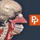 Primal's 3D Human Anatomy Quiz