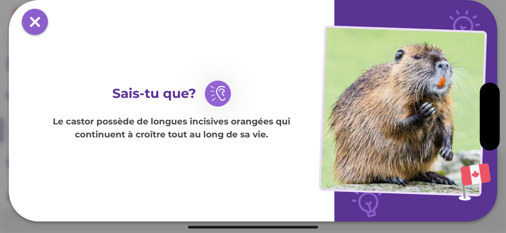 Boukili - Educational beaver fact in French displayed in the Boukili reading app