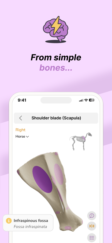 Vetflow - Learn Anatomy - Modelo anatómico 3D de una escápula de caballo en la aplicación veterinaria Vetflow.