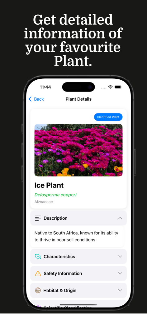 Plantella - Plant Identifier - A mobile screen from the Plantella app showing detailed botanical information and care tips for an identified Ice Plant.