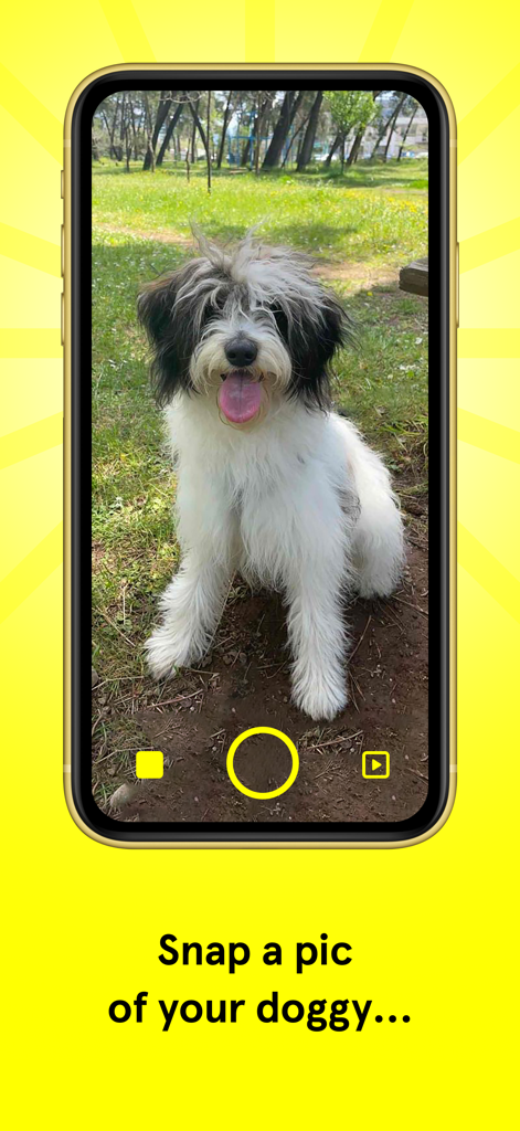 Dancing Dogs - Dancing Dogs mobile app camera screen showing a fluffy dog and text instructions to snap a photo