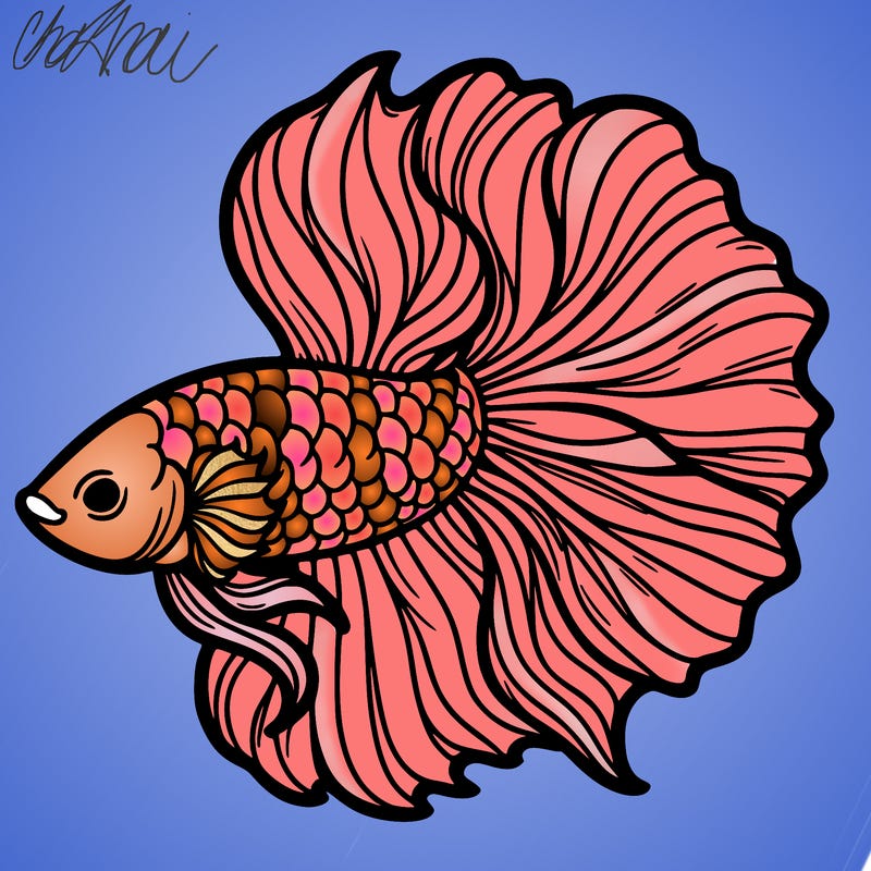 betta fish