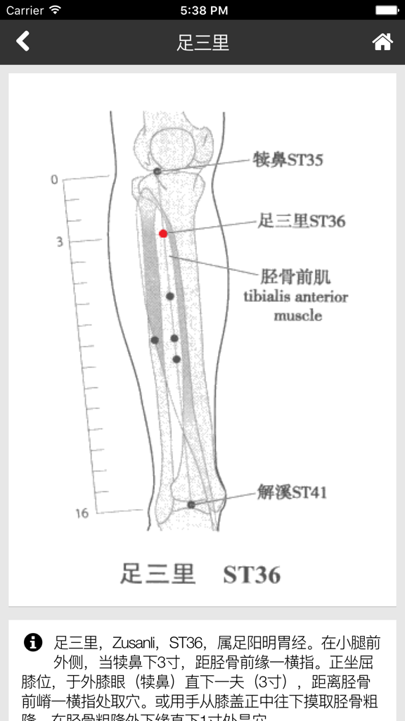 Anatomical diagram of the lower leg showing the location of the Zusanli ST36 acupuncture point in a Traditional Chinese Medicine app