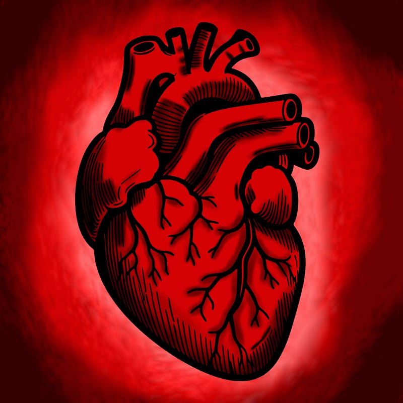 a realistic human heart