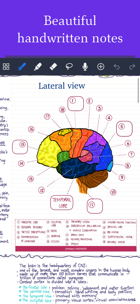Appunti di studio scritti a mano con un diagramma del cervello sull'app Noteful