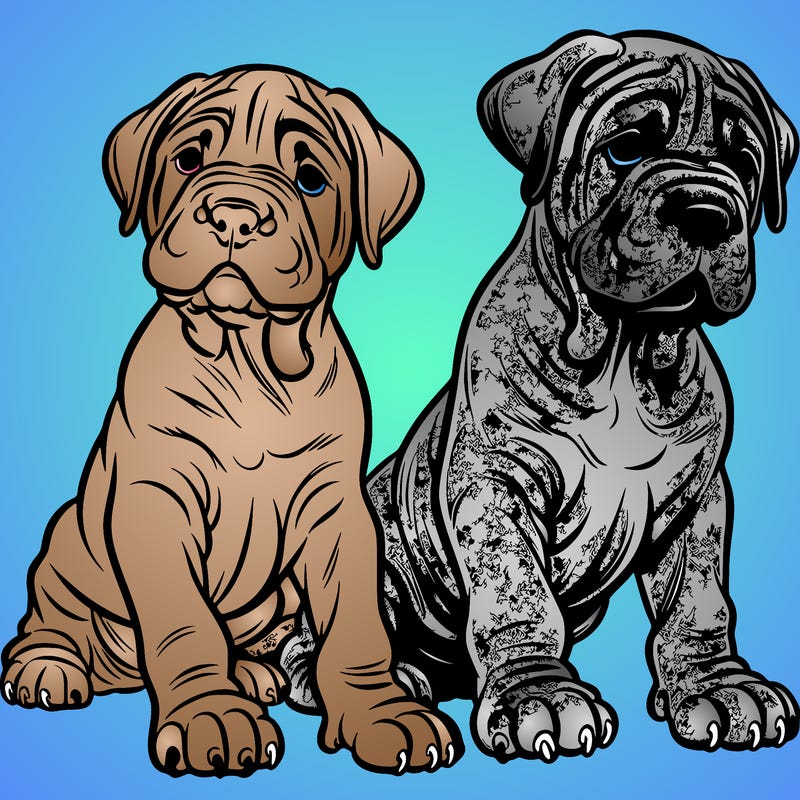 cane corso puppies