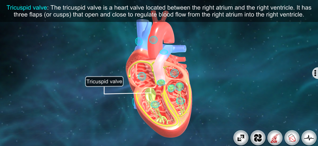 Heart - EduTech Era - A 3D cross section of a human heart highlighting the tricuspid valve with an educational description for medical students.