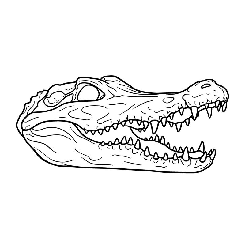 crocodile skull