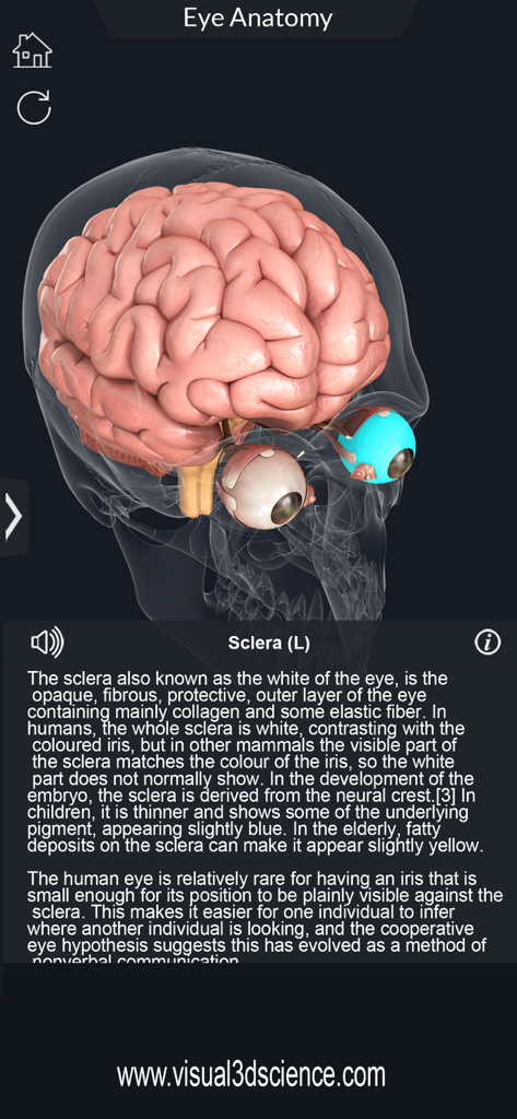 3D model of the human eye and brain highlighting the sclera with medical information