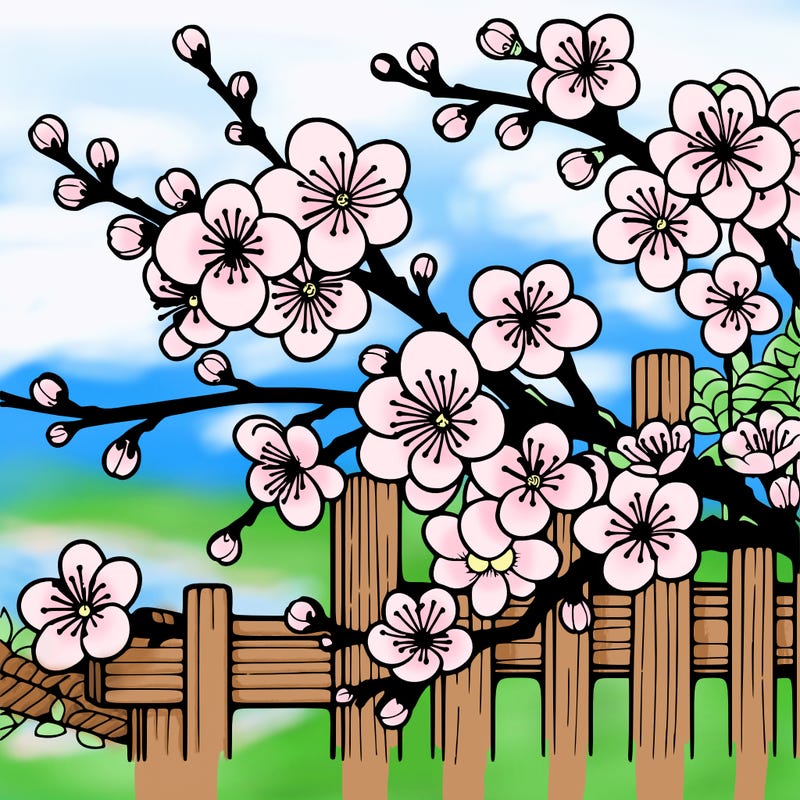 japan cherry blossom