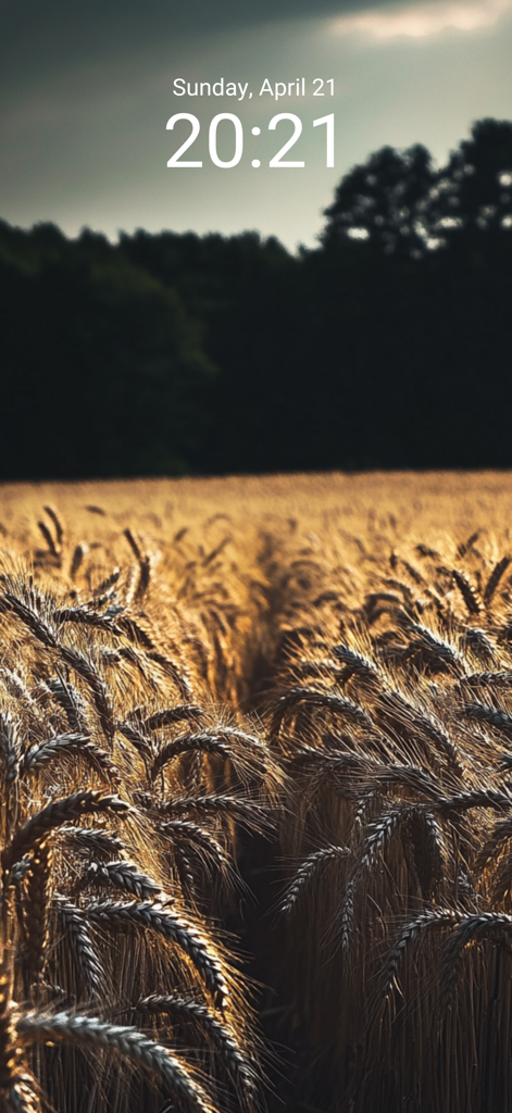 Wallpaper 4K & HD Backgrounds - La pantalla de bloqueo del iPhone muestra un fondo de pantalla de un campo de trigo dorado de alta definición durante la hora dorada