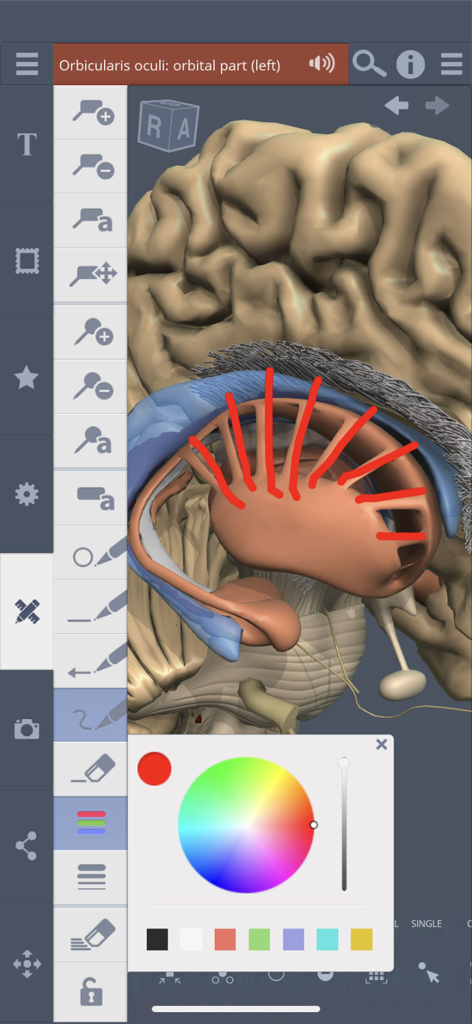 Primal's 3D Head & Neck - Using the drawing and annotation tool to highlight structures on a 3D brain anatomy model