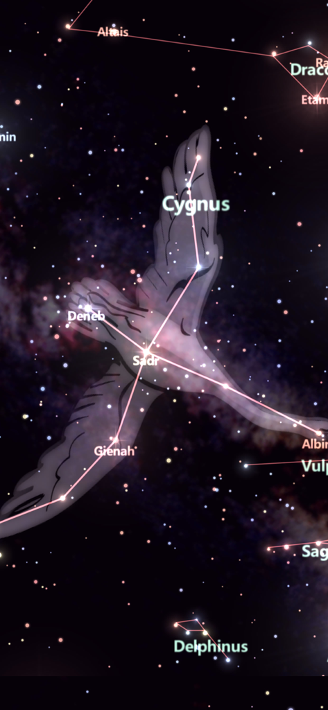 Star Tracker Lite-Live Sky Map - Une illustration de cygne superposée à la constellation du Cygne dans l'interface de l'application Star Tracker Lite.