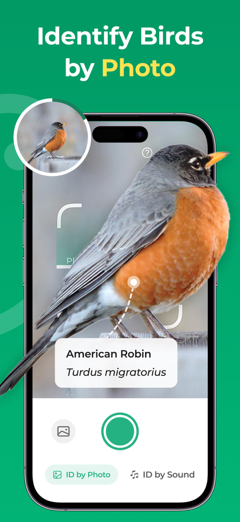 A smartphone showing the BirdScope app interface identifying an American Robin by photo.
