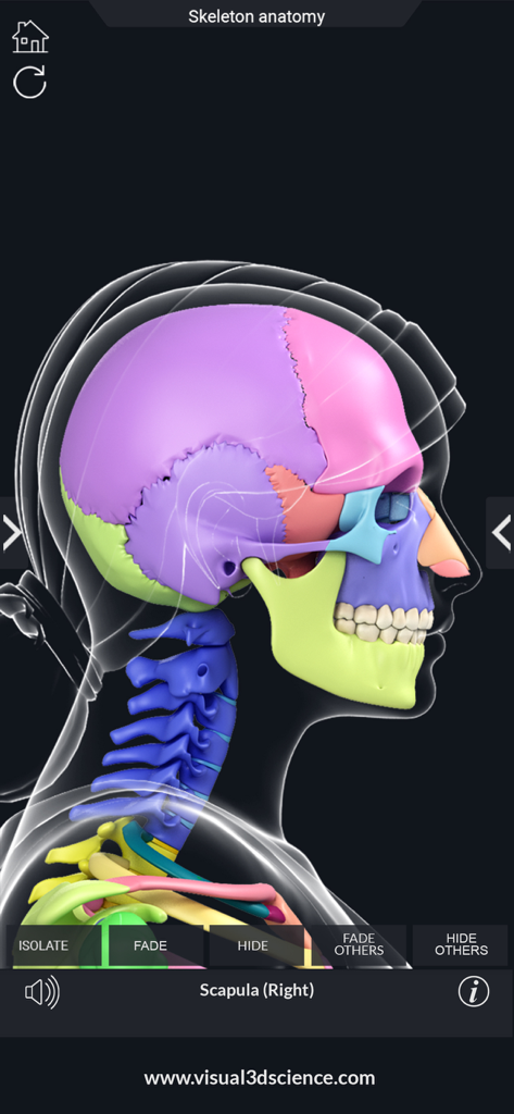 Una vista lateral de un cráneo humano 3D codificado por colores y vértebras del cuello dentro de la interfaz de la aplicación Anatomía de Mi Esqueleto