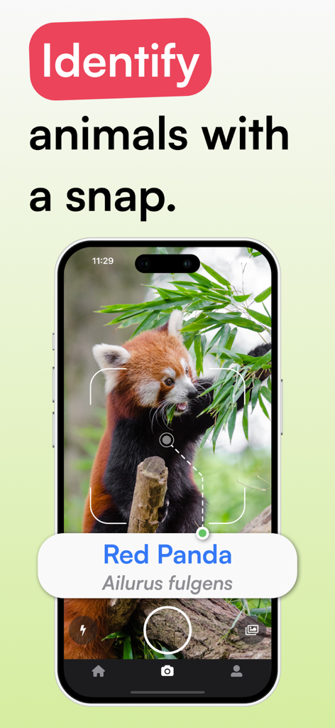 Animal Identifier - iSpecies - Interface do aplicativo iSpecies identificando um panda vermelho com reconhecimento de câmera por IA