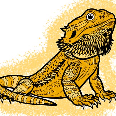 bearded dragon