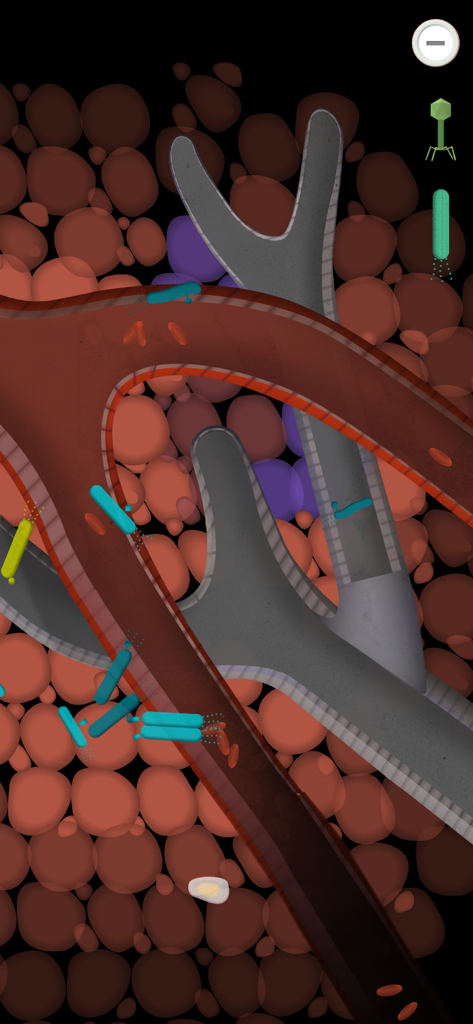 An interactive scientific illustration of the human immune system with blood vessels and bacteria