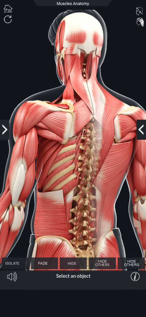 My Muscle Anatomy - Un modelo anatómico 3D detallado que muestra los músculos de la espalda y la columna vertebral humana