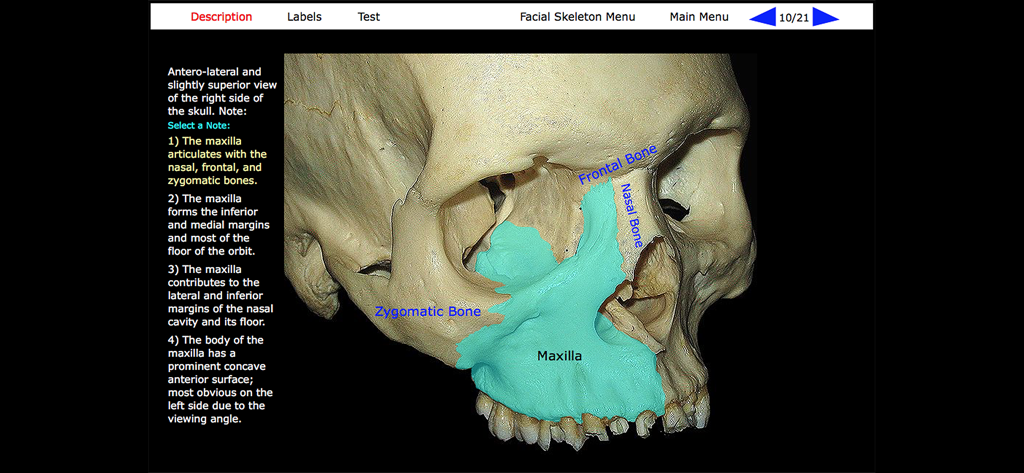 Vista anatomica di un cranio umano con l'osso mascellare evidenziato in blu per lo studio medico