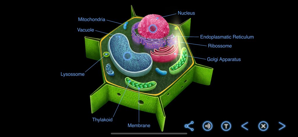 Earth and Science - 核やミトコンドリアなどの細胞小器官にラベルが付いた、植物細胞構造の詳細な3D図。
