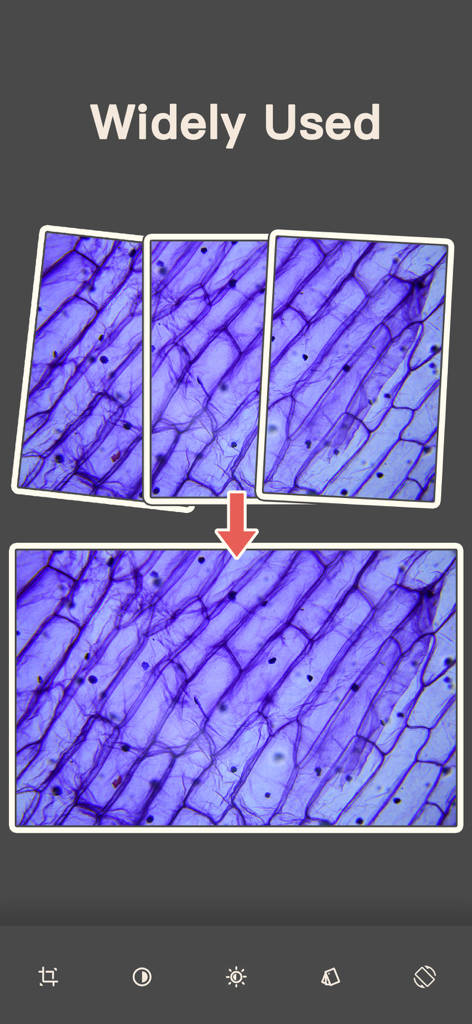 A demonstration of stitching three microscopic images of plant cells into a single larger photo