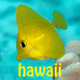 Snorkel Fish Hawaii for iPhone