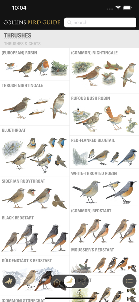 Collins British Bird Guide - Collins British Bird Guide app screen showing detailed bird illustrations for thrushes and chats