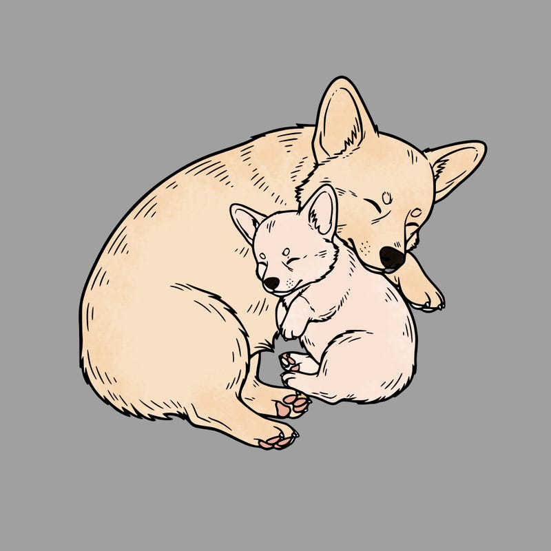 a cute puppy corgi snuggled with its mama