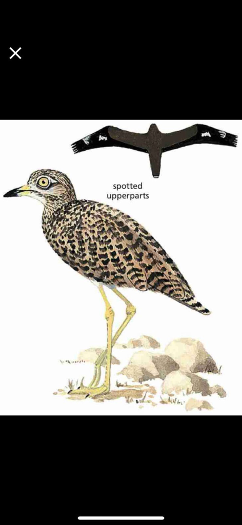 Newman’s Birds of Africa - 斑点のある Thick-Knee の鳥の、羽毛と飛行シルエットを示す詳細な科学的イラスト。診断ラベル付き。