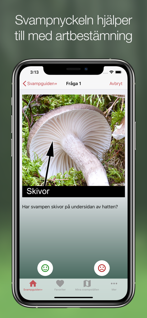 Svampguiden+ - A smartphone displaying a mushroom identification quiz feature in the Svampguiden app showing a close up of mushroom gills.