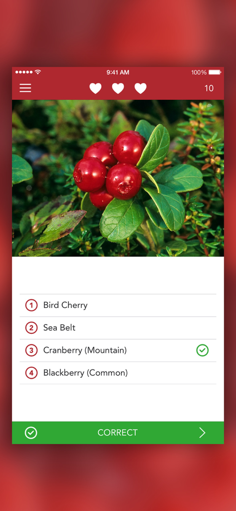 Wild Berries and Herbs 2 PRO - Identificación de arándano de montaña en el juego de preguntas de la aplicación Wild Berries and Herbs