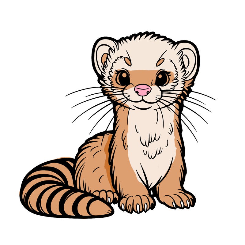 ferret