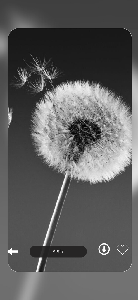 Vellum Wallpapers 4k - Vista previa de un fondo de pantalla de diente de león en blanco y negro en la interfaz de la aplicación Vellum