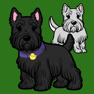 a handsome scottish terrier