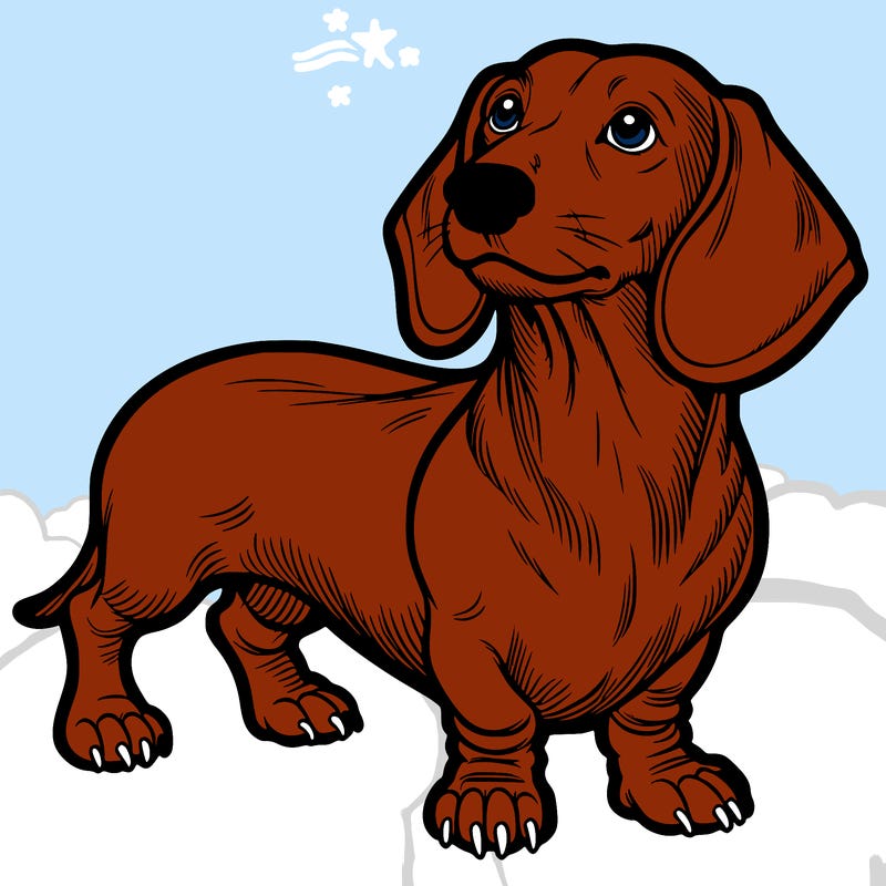 dachshund