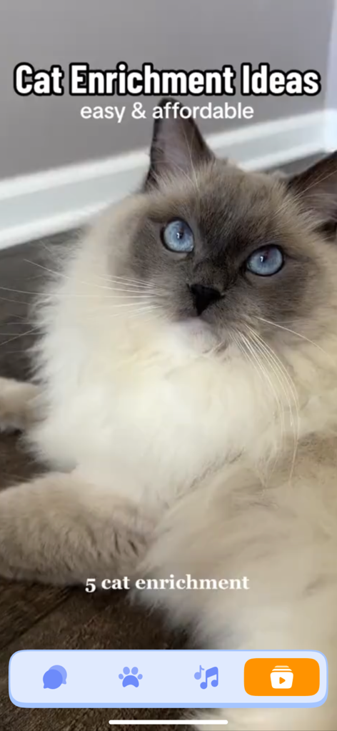 Un chat moelleux aux yeux bleus regardant vers le haut avec une superposition de texte sur des idées d'enrichissement faciles pour les chats