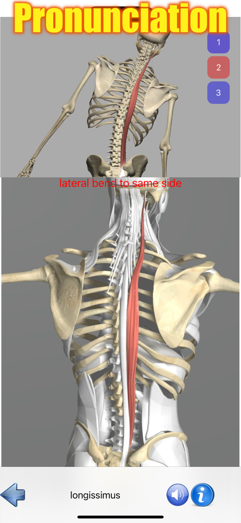 3D skeleton model highlighting the longissimus muscle with pronunciation text