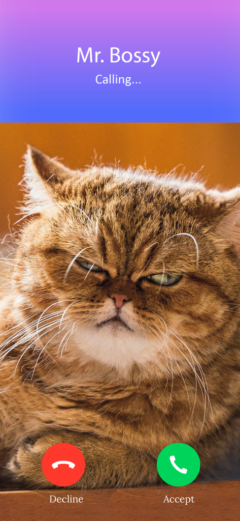 Kitty Call: Play with Cats - Incoming prank call screen from a grumpy cat named Mr. Bossy
