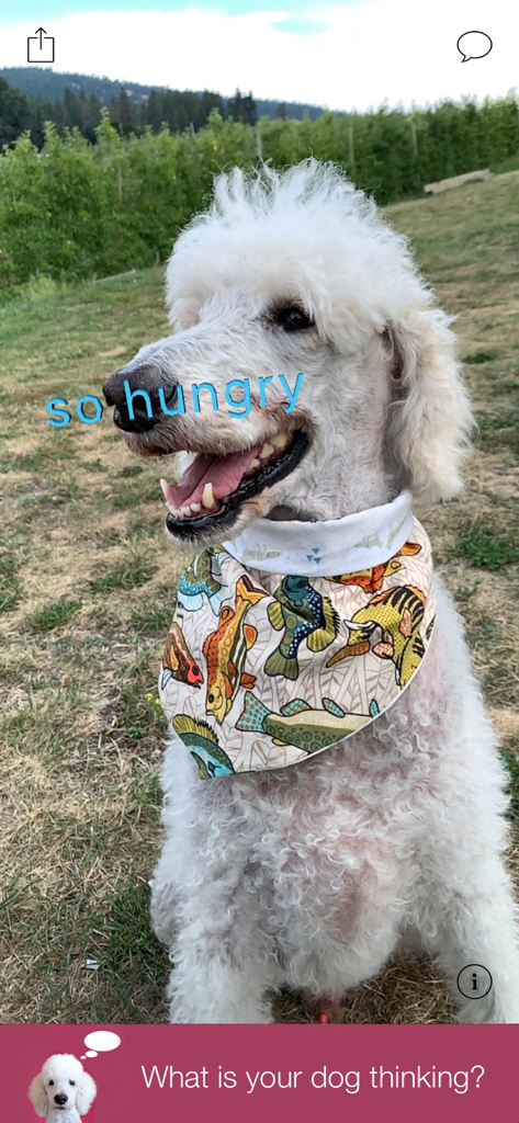 Un barboncino bianco con una bandana da pesce con testo in realtà aumentata che dice 'ho molta fame' sopra la sua testa nell'app AnimalAnalysis