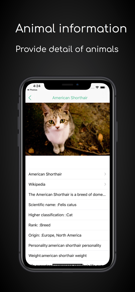 ianimal - animal Identifier - Detailed animal profile of an American Shorthair cat showing scientific name classification and breed characteristics in the ianimal app