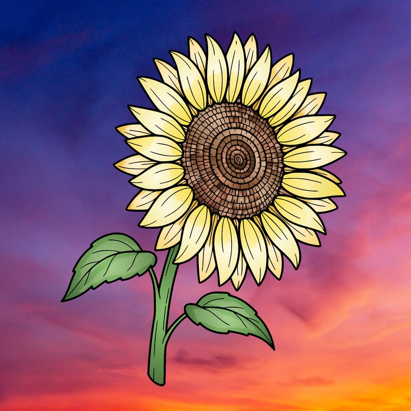 sunflower :
